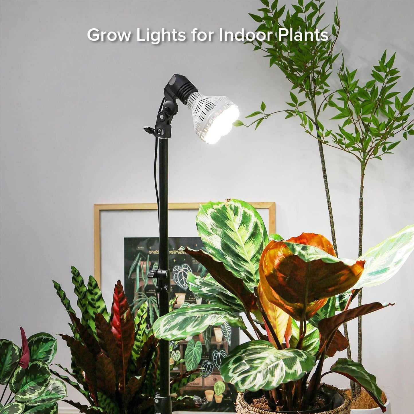 BR30 Grow Light, 40W Tripod Stand, Remote Control, Full Spectrum