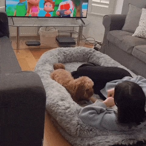 Large Dog Bed, Orthopedic Foam, Machine Washable
