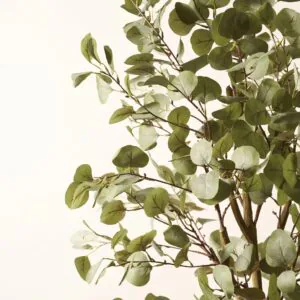 Lifelike Eucalyptus Faux Tree, 63 Inch Artificial for Entryway, Minimalist Home Decor, Maintenance Free Vase Not Included