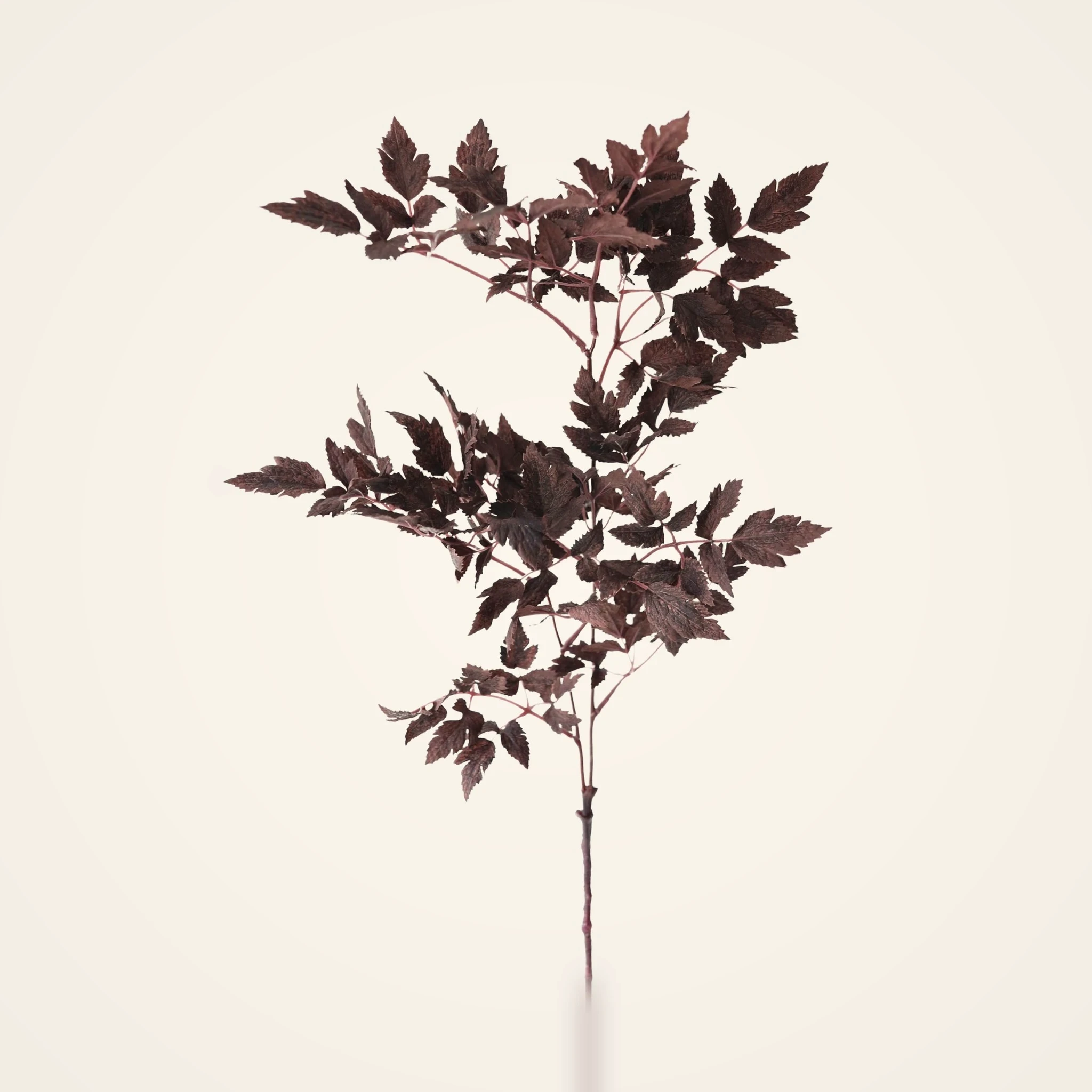 Lifelike Plum Cimicifuga Ramosa Leaves Faux Greenery, 31 Inch Artificial Plant for Modern Fall Decor, No Watering Needed with Vase
