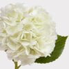 Real Touch Cream White Hydrangea Faux Flower Arrangement, 18 Inch Silk Floral for Living Room, Luxury Home Decor, No Watering Needed with Vase