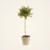 Lifelike Thyme Herb Faux Potted Plant - 13 Inch Artificial Greenery for Kitchen or Living Room, No Watering Needed