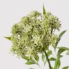 Lifelike Queen Anne's Lace Faux Flower Arrangement, 36 Inch Artificial Flowers for Living Room, Elegant Fall Decor, No Watering Needed
