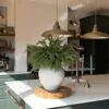 Lifelike Norfolk Pine Faux Floral Stems, 5 Artificial Greenery for Living Room Vase Not Included, Winter Decor No Watering Needed
