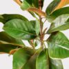 Lifelike Green Magnolia Faux Floral Stems, 41