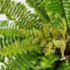 UV Resistant Boston Fern Artificial Plant, 23 Inch Green Indoor, Outdoor Potted for Living Room, No Watering Needed, Maintenance Free