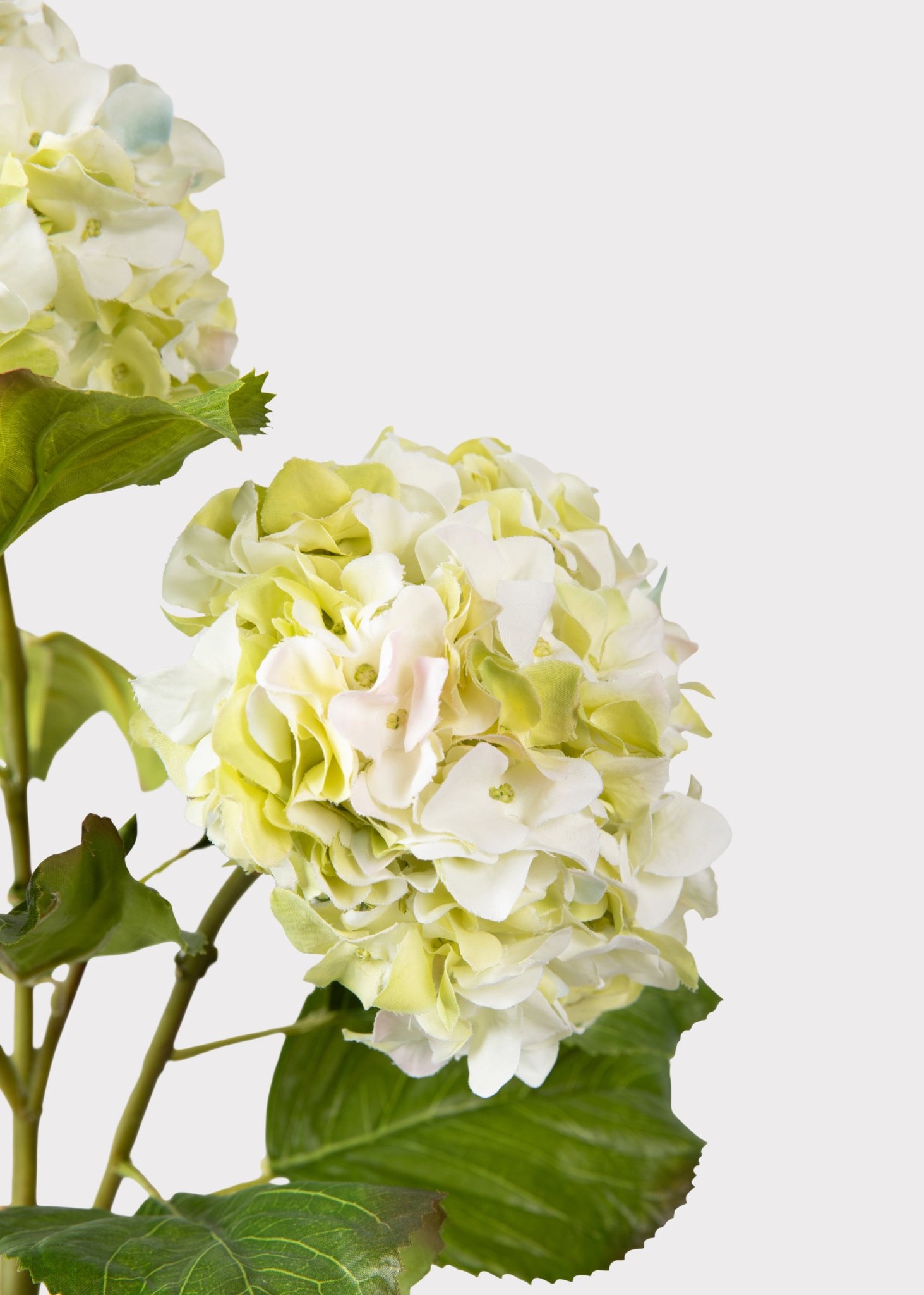 Realistic Cream Green Hydrangea Faux Floral Stems, 36 Inch Artificial Silk Flowers for Living Room, Spring Decor, No Watering Needed with Vase