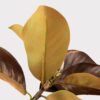 Warm Brown Lifelike Magnolia Faux Floral Stems, 38