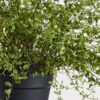 Lifelike Maidenhair Creeping Vine Faux Potted Plant, 16 Inch Green Artificial Indoor for Living Room, No Watering Needed