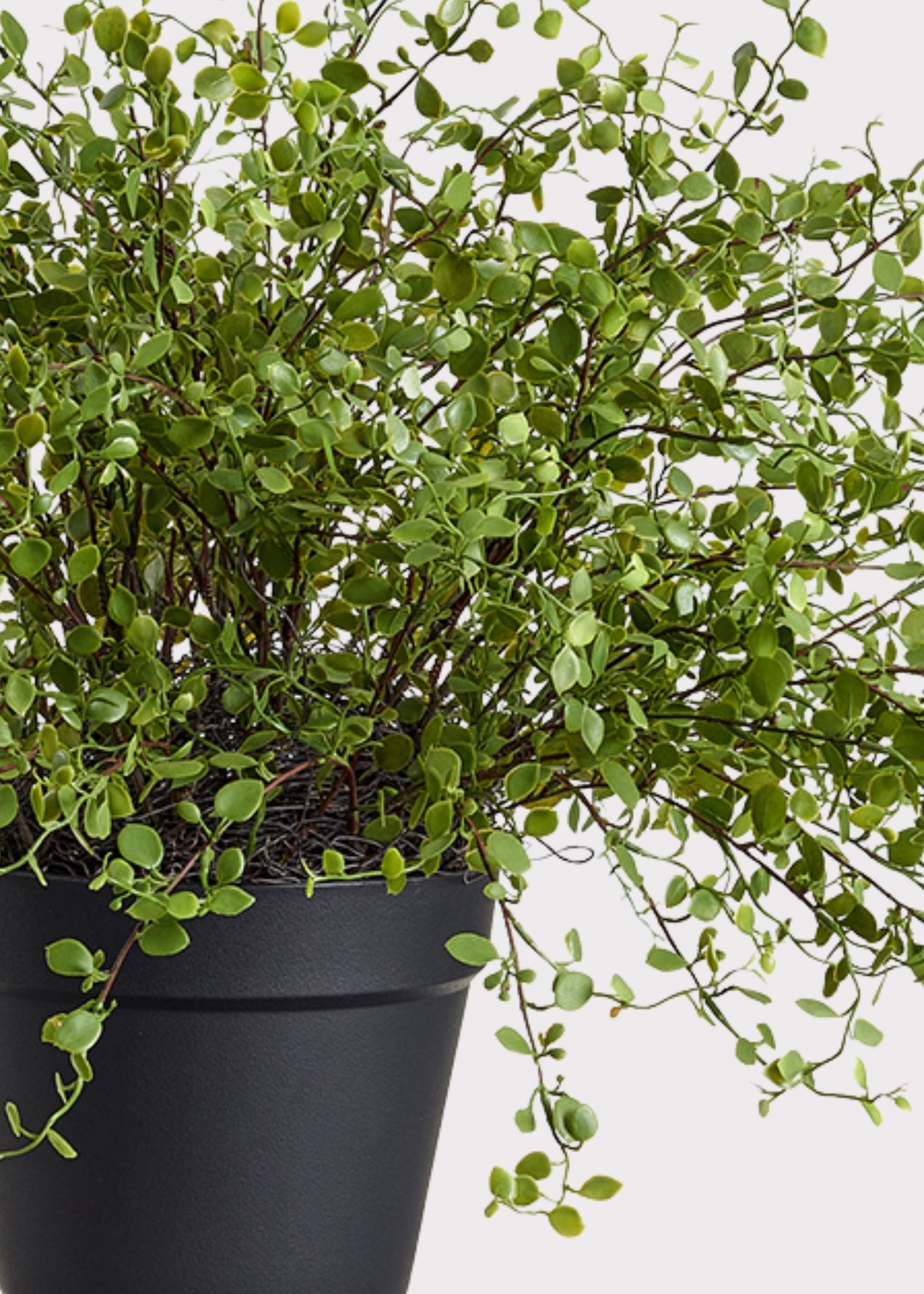 Maidenhair Creeping Vine Fake Potted Plant - 16"