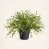 Lifelike Maidenhair Creeping Vine Faux Potted Plant, 16 Inch Green Artificial Indoor for Living Room, No Watering Needed