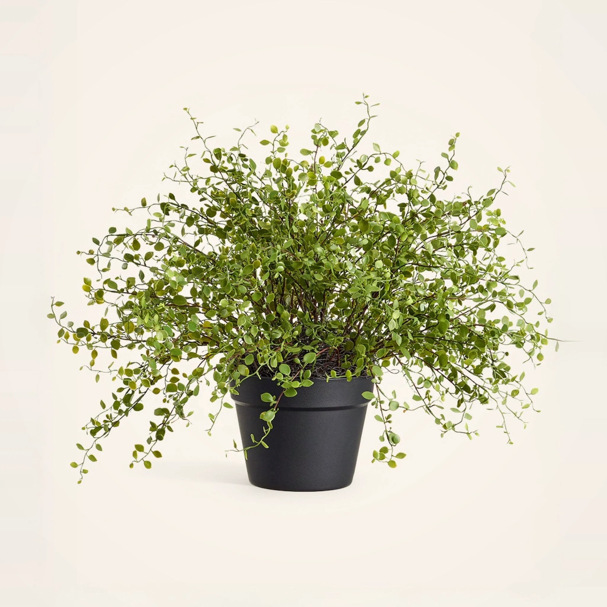 Lifelike Maidenhair Creeping Vine Faux Potted Plant, 16 Inch Green Artificial Indoor for Living Room, No Watering Needed