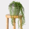 Real Touch String of Pearls Succulent Artificial Potted Plant, Green 17