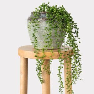 Real Touch String of Pearls Succulent Artificial Potted Plant, Green 17", for Living Room Decor, No Watering Needed with Pot
