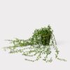 Real Touch String of Pearls Succulent Artificial Potted Plant, Green 17