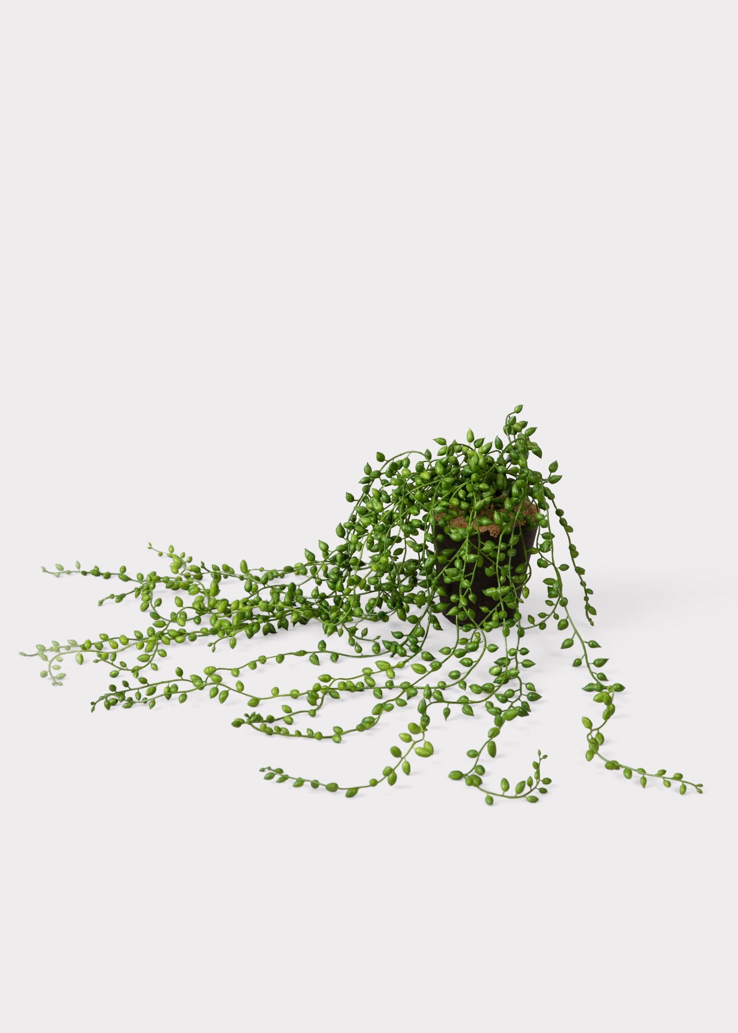 Fake String of Pearls Succulent Drop-In Plant - 17"