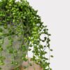 Real Touch String of Pearls Succulent Artificial Potted Plant, Green 17