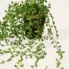 Real Touch String of Pearls Succulent Artificial Potted Plant, Green 17", for Living Room Decor, No Watering Needed with Pot