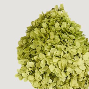 Preserved Chartreuse Green Hydrangea Faux Floral Stems, 3 Bundle for Wedding Centerpiece, Minimalist Decor, No Watering Needed with Vase