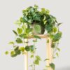 Real Touch Philodendron Artificial Plant - Green 36 Inch for Living Room, Luxury Home Decor, No Watering Needed with Vase