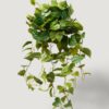Real Touch Philodendron Artificial Plant - Green 36 Inch for Living Room, Luxury Home Decor, No Watering Needed with Vase