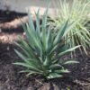 UV Resistant Artificial Yucca Plant - 27 Inch Green Tropical Outdoor for Porch Decor, Maintenance Free Indoor, Covered Outdoor Use, UV