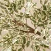Lifelike Ficus Anastasia Branches, 2 Artificial Greenery for Living Room, Modern Decor, No Watering Needed Vase Not Included