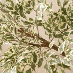 Lifelike Ficus Anastasia Branches, 2 Artificial Greenery for Living Room, Modern Decor, No Watering Needed Vase Not Included