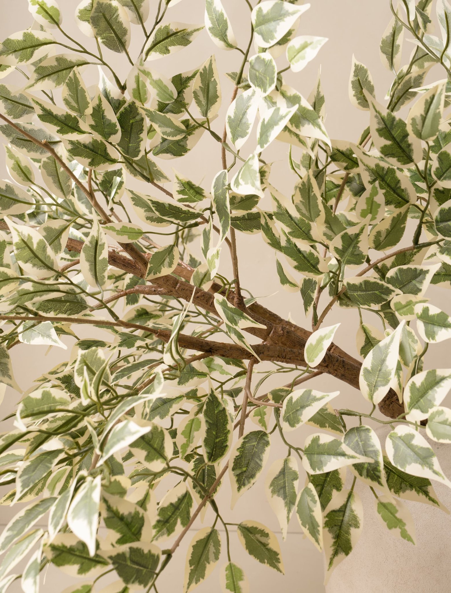Faux Oversized Ficus Anastasia Branch (2 Branches)