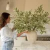 Lifelike Ficus Anastasia Branches, 2 Artificial Greenery for Living Room, Modern Decor, No Watering Needed Vase Not Included