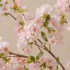 Lifelike Blush Japanese Cherry Blossom Faux Flower Arrangement, 6 Stems for Living Room Spring Decor, No Watering Needed Vase Not Included