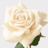 Real Touch Beige Duchess Rose Faux Flower Arrangement, 20 Inch Silk Floral for Living Room, Minimalist Decor, No Watering Needed