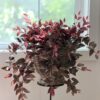 Lifelike Burgundy Blush Tradescantia Artificial Plant, 30 Inch for Living Room, Elegant Fall Decor, No Watering Needed with Vase