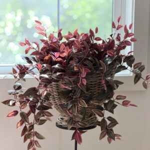 Lifelike Burgundy Blush Tradescantia Artificial Plant, 30 Inch for Living Room, Elegant Fall Decor, No Watering Needed with Vase