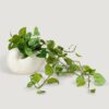 Real Touch Variegated Pothos Artificial Plant, 27 Inch White Green Hanging Bush for Living Room, Luxury Home Decor, No Watering Needed with Vase