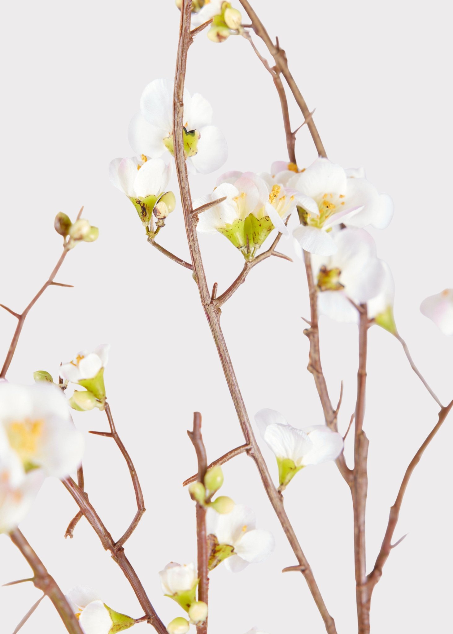 SAVE - Faux Quince Blossom Branch in Cream - 54"