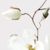 Cream Magnolia Faux Flower Stem, 19 Inch Artificial Floral Stems for Wedding Centerpiece, Spring Decor, No Watering Needed