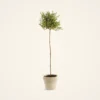 Lifelike Green Thyme Faux Potted Plant, 16 Inch Artificial Herb Topiary for Kitchen or Living Room, Modern Minimalist Decor, No Watering Needed
