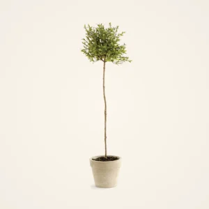 Lifelike Green Thyme Faux Potted Plant, 16 Inch Artificial Herb Topiary for Kitchen or Living Room, Modern Minimalist Decor, No Watering Needed