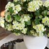 Lifelike Green Hydrangea Faux Flower Arrangement, 20 Inch Artificial Flowers for Living Room, Spring Decor, No Watering Needed with Vase
