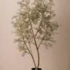 Lifelike Black Ruscus Faux Tree, 6ft 1in Artificial Plant for Indoor or Outdoor, No Watering Needed, Vase Not Included