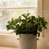 Real Touch Green Wax Privet Leaf Plant Artificial Potted for Living Room, Luxury Fall Decor, No Watering Needed with Vase