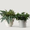 Real Touch Green Wax Privet Leaf Plant Artificial Potted for Living Room, Luxury Fall Decor, No Watering Needed with Vase