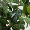 Real Touch Green Wax Privet Leaf Plant Artificial Potted for Living Room, Luxury Fall Decor, No Watering Needed with Vase