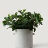 Real Touch Green Wax Privet Leaf Plant Artificial Potted for Living Room, Luxury Fall Decor, No Watering Needed with Vase
