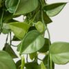 Lifelike Green Philodendron Artificial Plant, 32