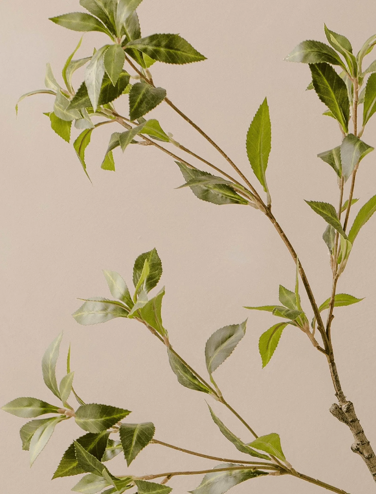 Lifelike Green Pieris Faux Floral Stems, 2 Branches Artificial Greenery for Living Room, Elegant Decor, No Watering Needed Vase Not Included