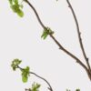 Lifelike Green Buds Faux Floral Stems, 40 Inch Artificial Branch for Spring Decor, No Watering Needed with Vase