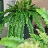 Lifelike Boston Fern Faux Greenery, 52 Inch Artificial Hanging Plant for Living Room, Rustic Home Decor, Maintenance Free Indoor Vase Not Included