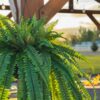 Lifelike Boston Fern Faux Greenery, 52 Inch Artificial Hanging Plant for Living Room, Rustic Home Decor, Maintenance Free Indoor Vase Not Included